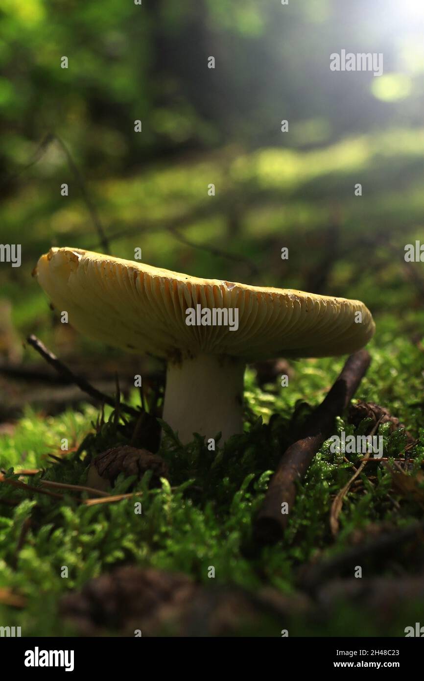 Nahaufnahme eines Pilzes in einem Wald. Stockfoto