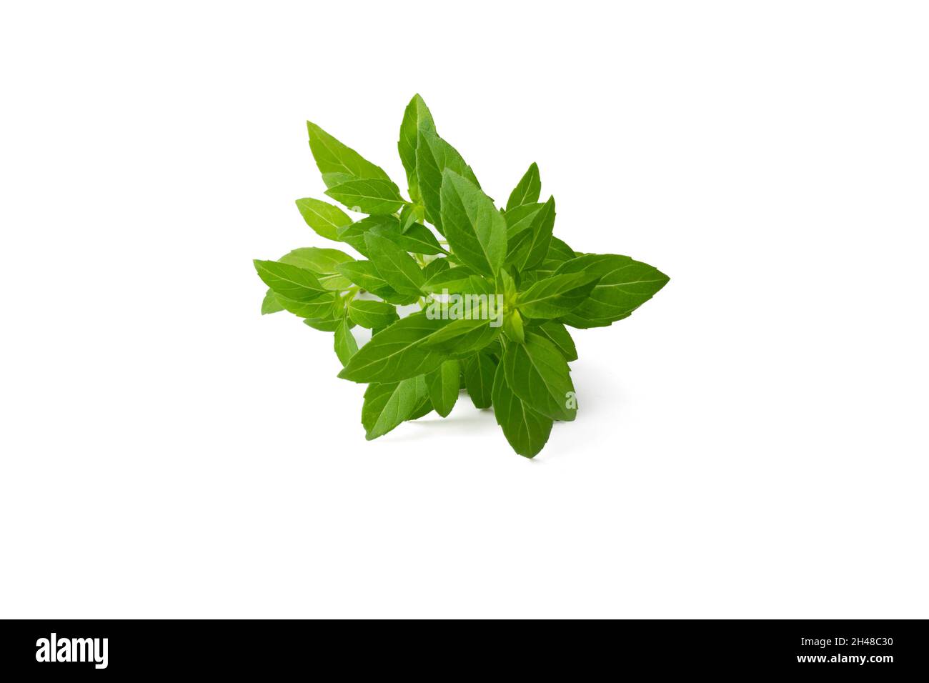 Frische Pfefferminze auf weißem Hintergrund, Nahaufnahme von hochwertigem Bild, mit unterstützenden Schatten, Lebensmittelgemüse, Koktel, Stockfoto