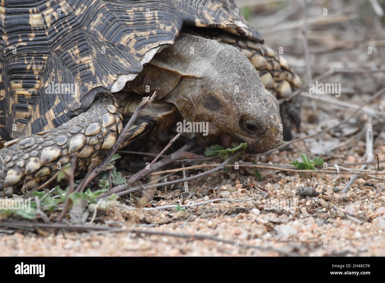 Hungrige Schildkröte grast auf dem Unterholz. Stockfoto