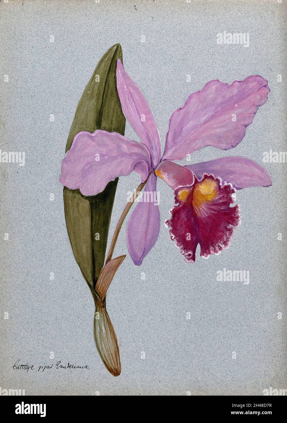 Eine Orchidee (Cattleya gigas Sauderiana): Blühender Stamm. Aquarell. Stockfoto