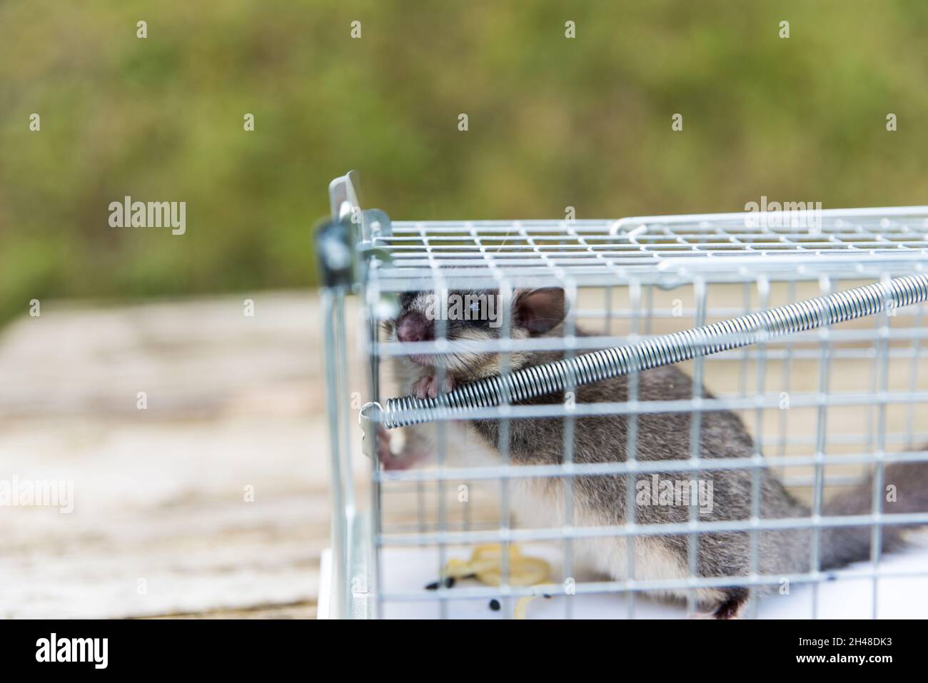 Gefangen Dormouse in Live-Falle Stockfoto