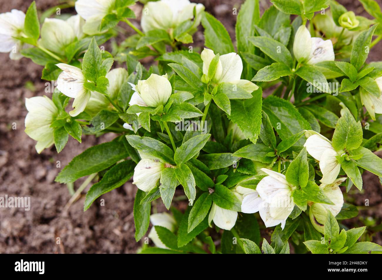 Helleborus im Bio-Garten, bekannt als Winterrose, Weihnachtsrose und Fastenrose. Familienname Ranunculaceae, Wissenschaftlicher Name Hellebores Stockfoto