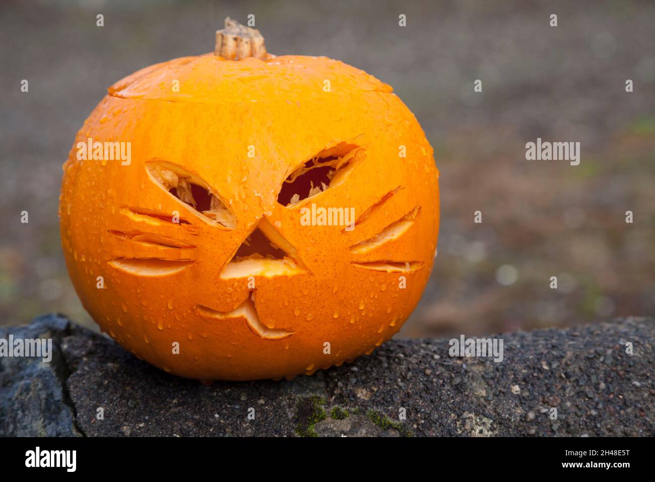 Kürbis geschnitzt mit einem Katzengesicht für Halloween Stockfoto