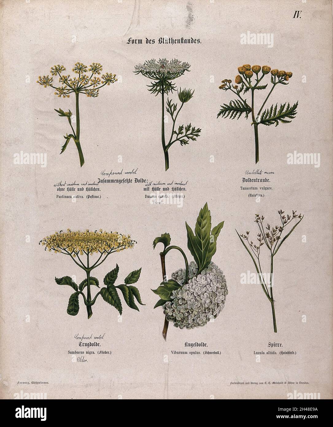 Sechs blühende Pflanzen, alle mit einer anderen Art von zusammengesetztes Blütenstand. Chromolithographie, c. 1850. Stockfoto