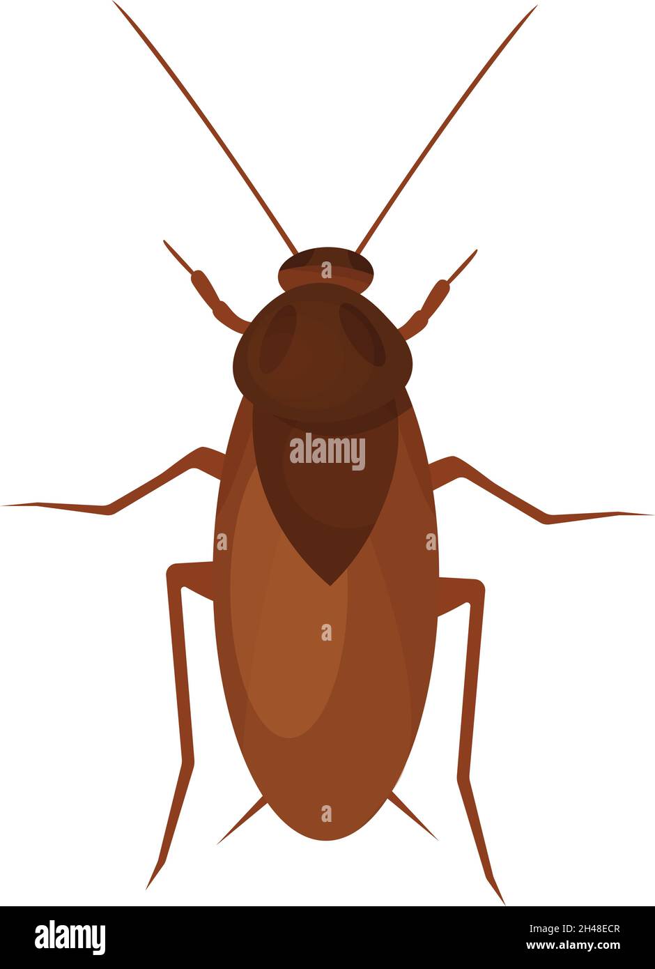 Kakerlaken-Käfer, Illustration, Vektor auf weißem Hintergrund. Stock Vektor