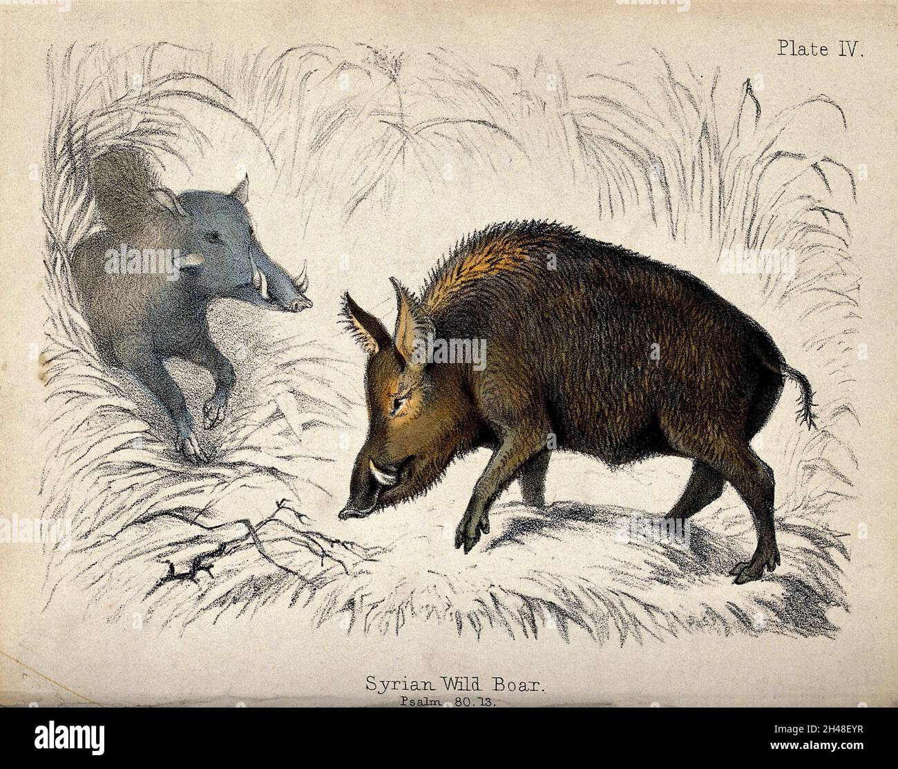 Zwei Wildschweine auf einer Lichtung. Farbige Kreide Lithographie. Stockfoto