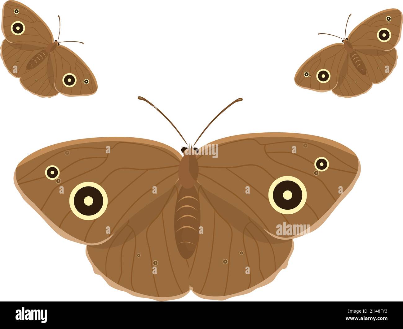 Brauner Schmetterling, Illustration, Vektor auf weißem Hintergrund. Stock Vektor