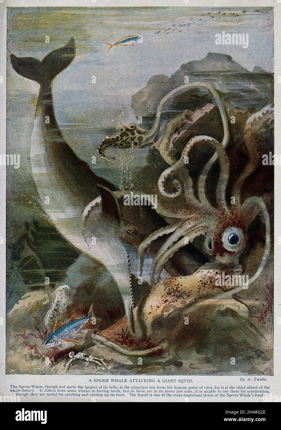 Ein Pottwal greift einen riesigen Tintenfisch an. Farblinienblock nach A. Twidle. Stockfoto