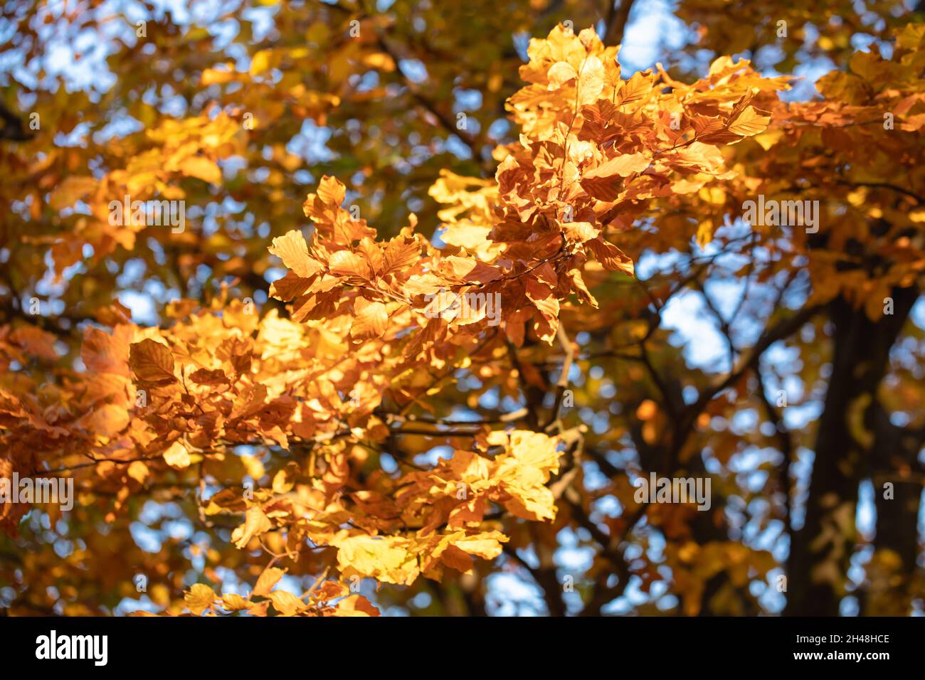 Goldene Buchenblätter auf einem Baumzweig, Herbst. Stockfoto