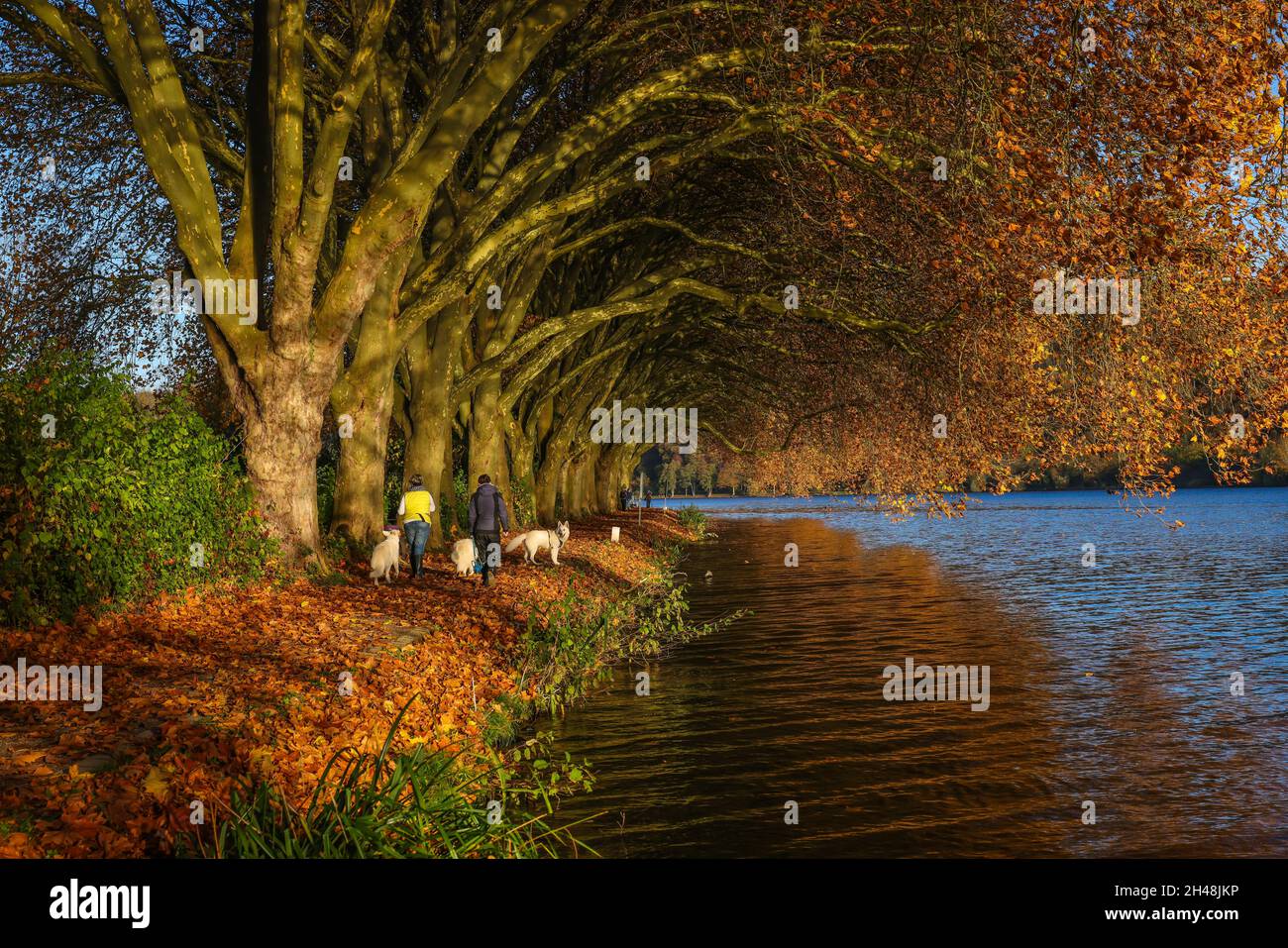 Essen, Nordrhein-Westfalen, Deutschland - Hundebesitzer laufen am Seeufer unter Bäumen mit Herbstblättern. Goldener Herbst am Baldeneysee. Stockfoto