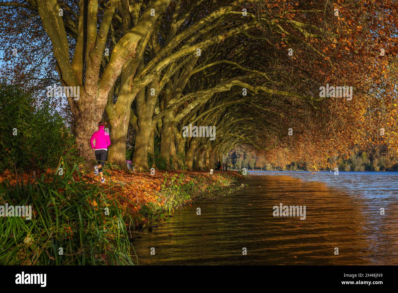 Essen, Nordrhein-Westfalen, Deutschland - Junge Frau joggt am Seeufer unter Bäumen mit Herbstblättern. Goldener Herbst am Baldeneysee. Stockfoto