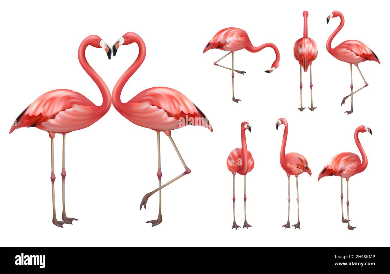 Pinker Flamingo. Tierwelt exotische Vögel tropische Flamingo anständige Vektor realistische Posen Bilder Vorlagen isoliert Stock Vektor