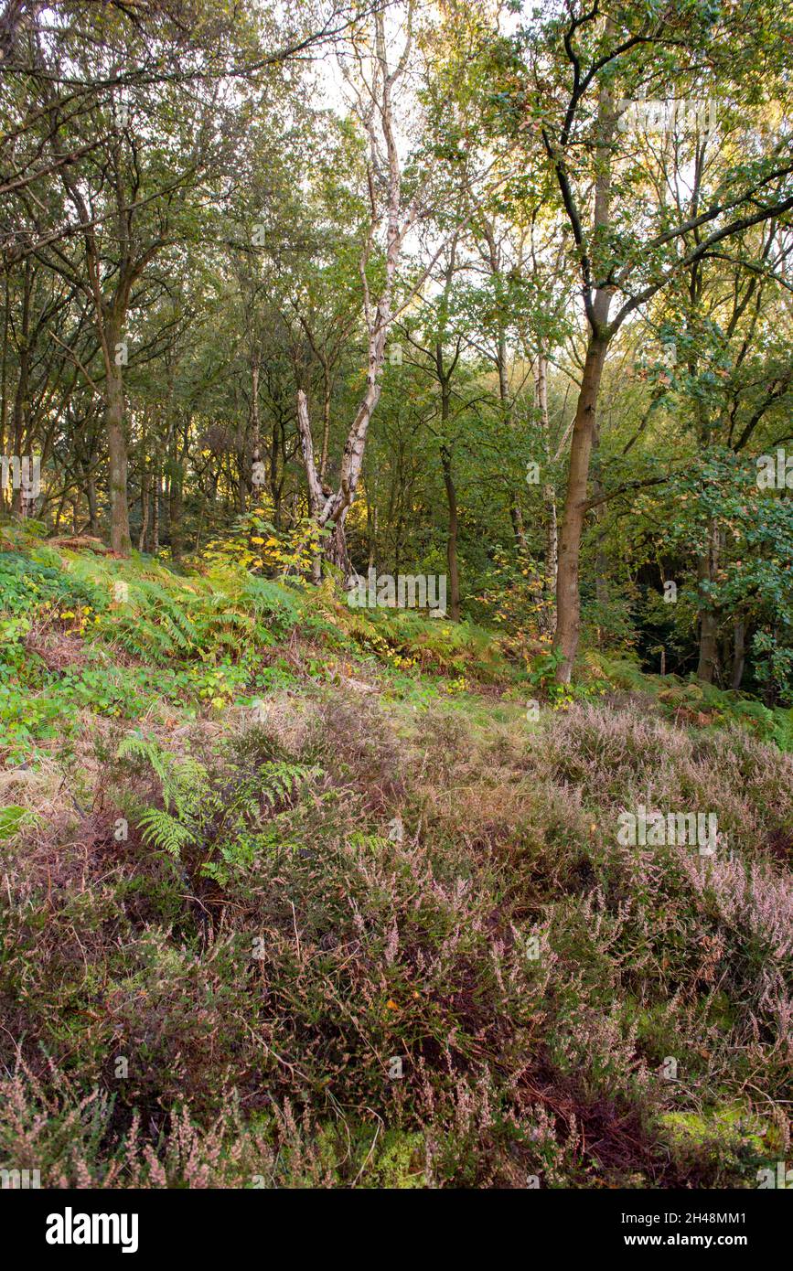 Herbst im Bestwood Country Park, Nottingham Nottinghamshire England Stockfoto