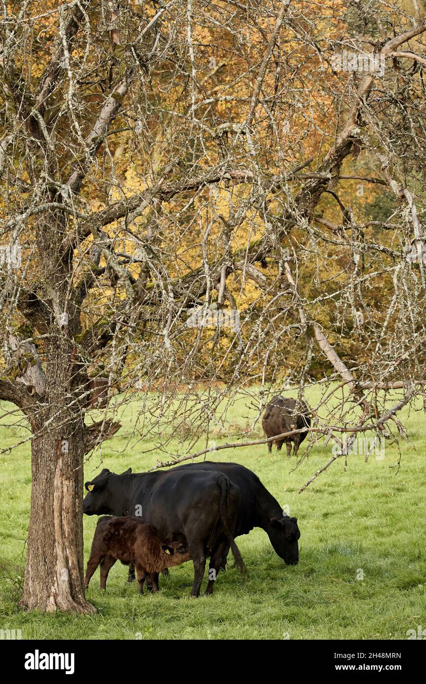 Schwarze Kuh, die im Herbst Milch zum Braunkalb im Viehweide füttert. Stockfoto