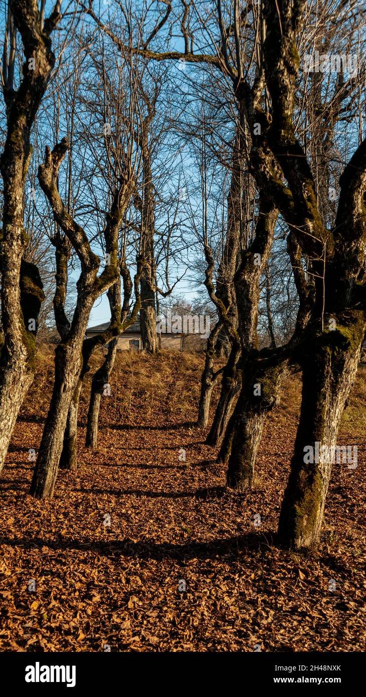 Old Linden Alley, Katvaru Manor Park, Lettland Sieht So Gespenstisch Aus Wie Märchen. Linden Tree Alley im Herbst mit interessantem Licht und Schatten, Stockfoto