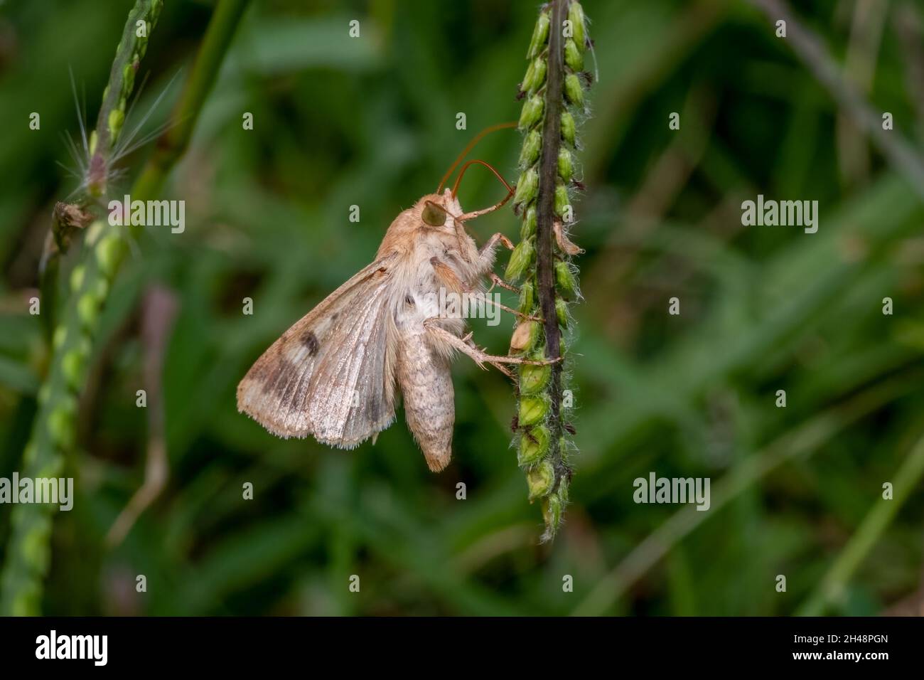Eine Corn Earworm Moth (Helicoverpa zea) sucht auf den winzigen Blüten eines Graskernkopfes nach etwas Nektar. Raleigh, North Carolina. Stockfoto