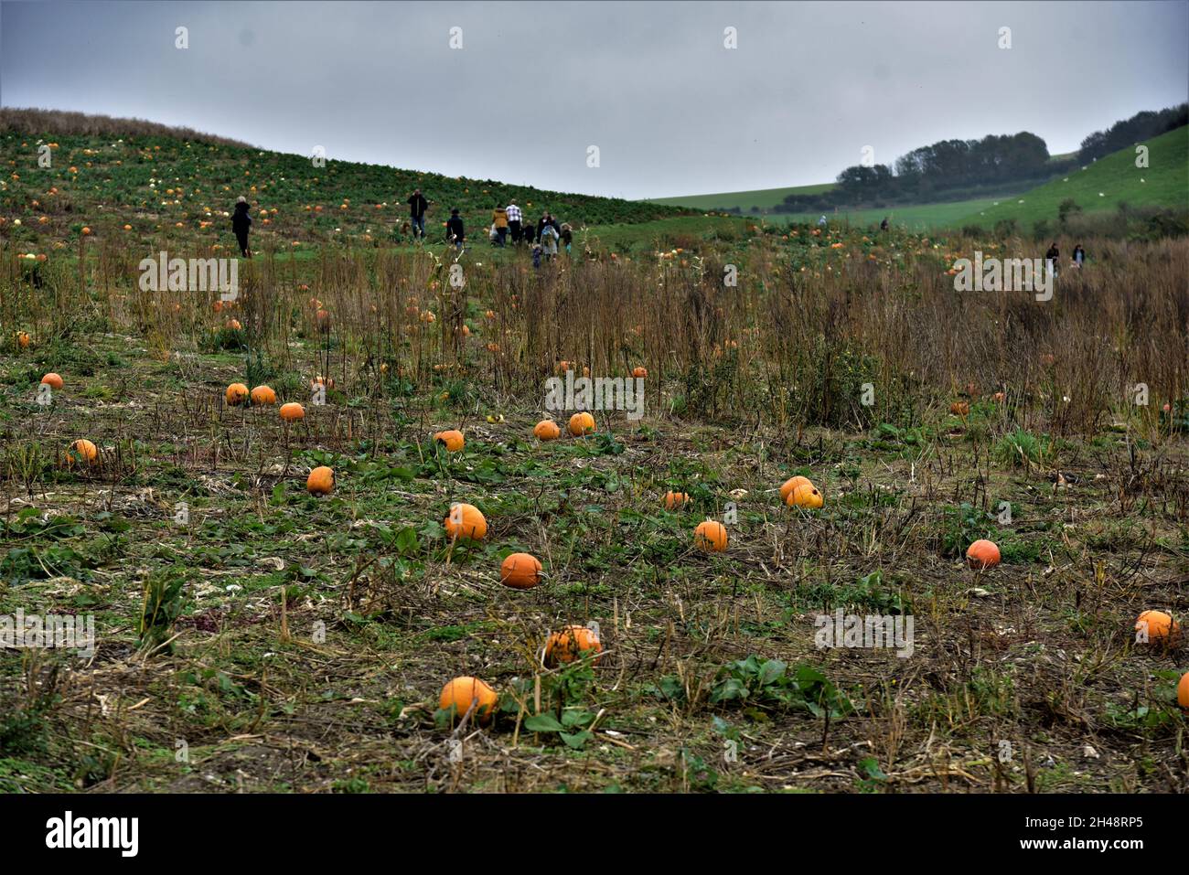 Kürbis pflücken Weymouth, Dorset, England. Stockfoto