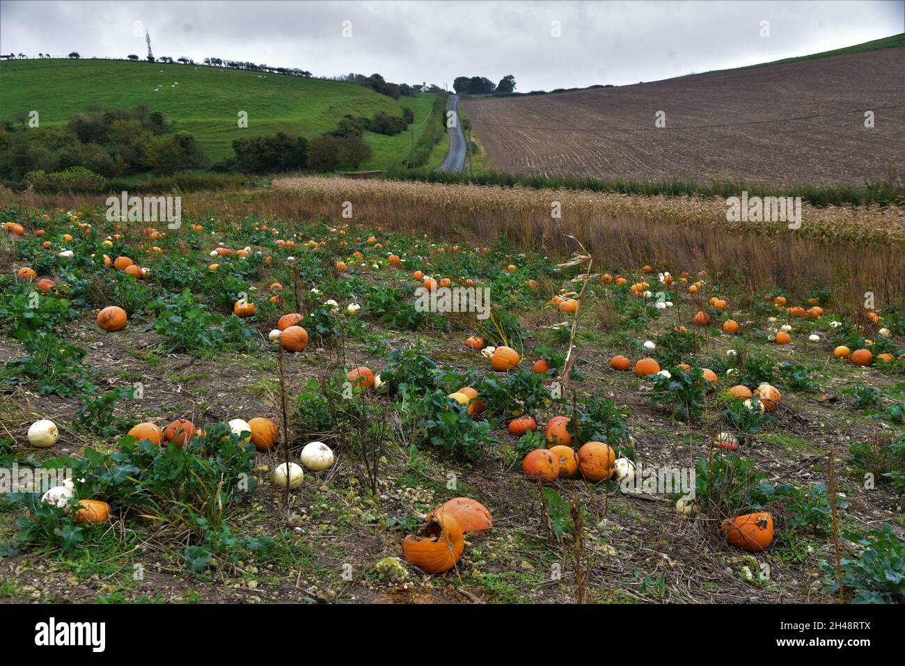 Kürbis pflücken Weymouth, Dorset, England. Stockfoto