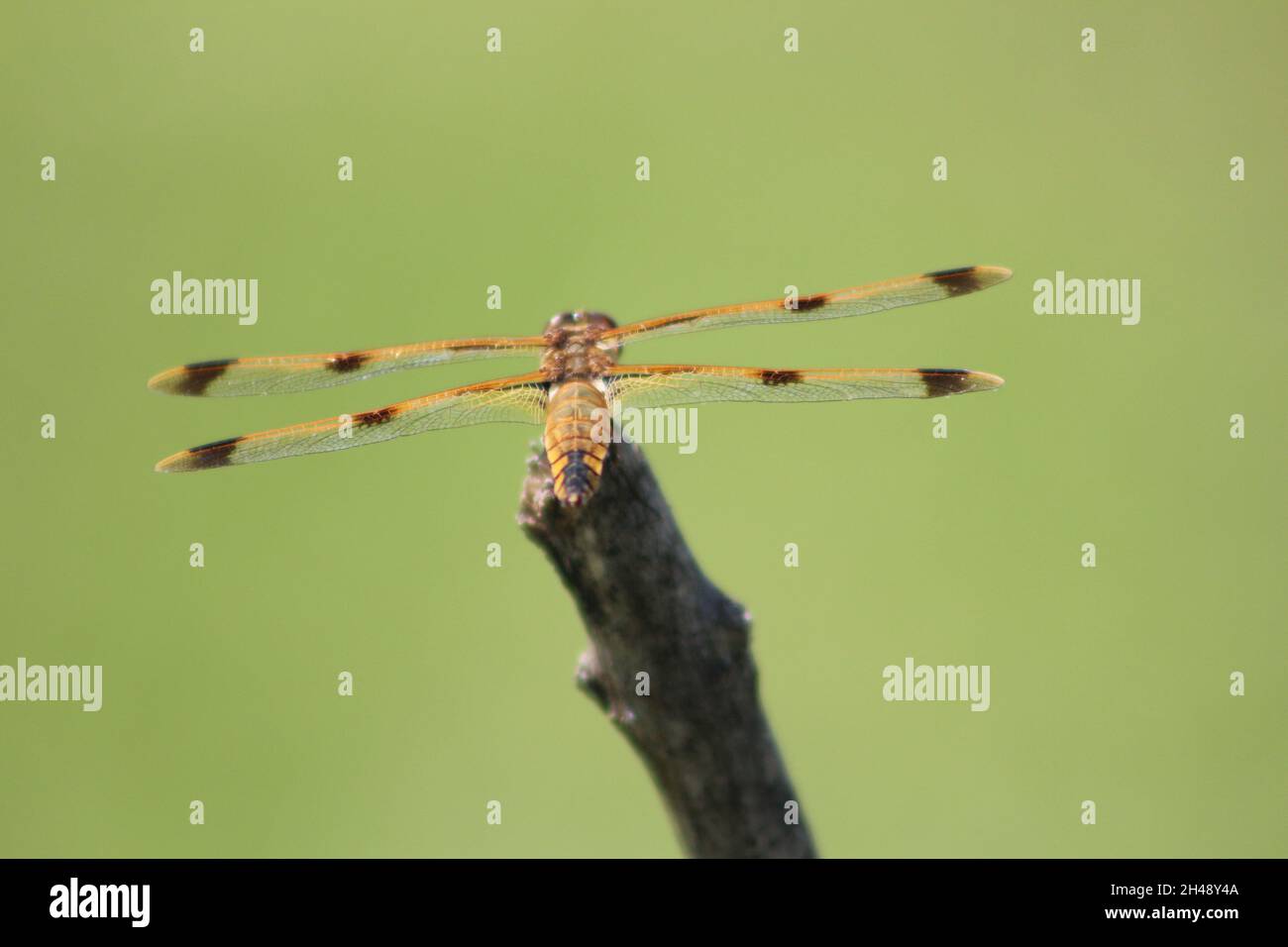 Drachen fliegen Stockfoto