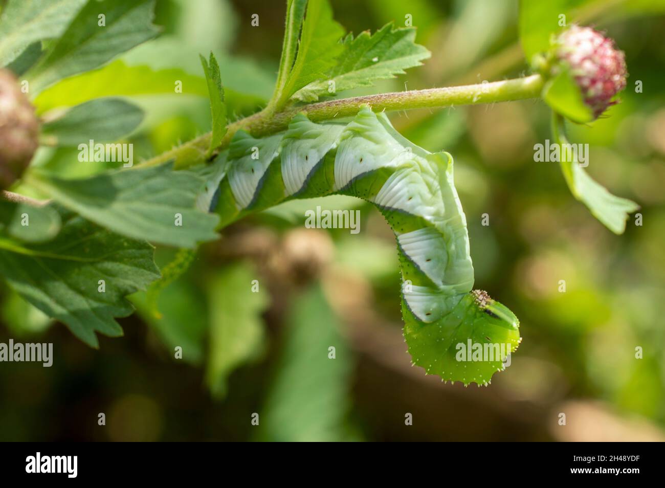 Camouflage ist die Verkleidung von Militärpersonal, Ausrüstung und Installationen, indem sie sie bedecken, damit sie sich in ihre Umgebung einfügen Stockfoto