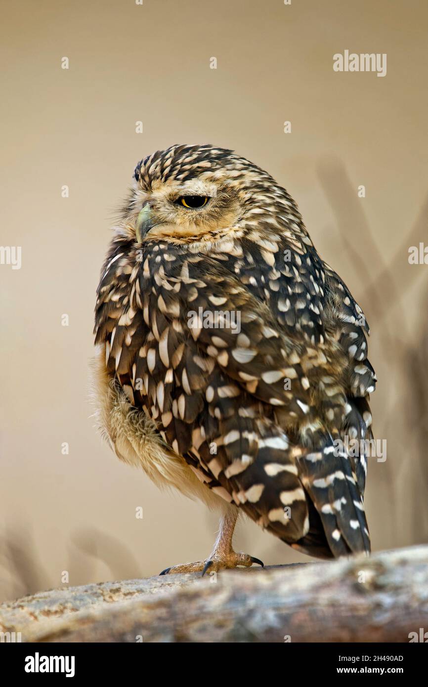 Grabende owl-Athene cunicularia Stockfoto