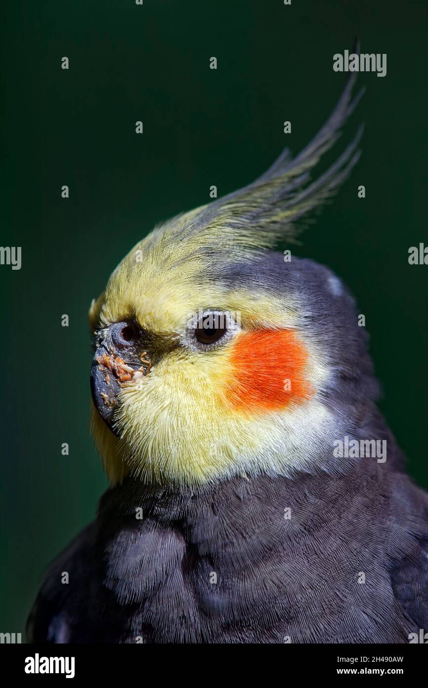 Nymphicus hollandicus Stockfoto