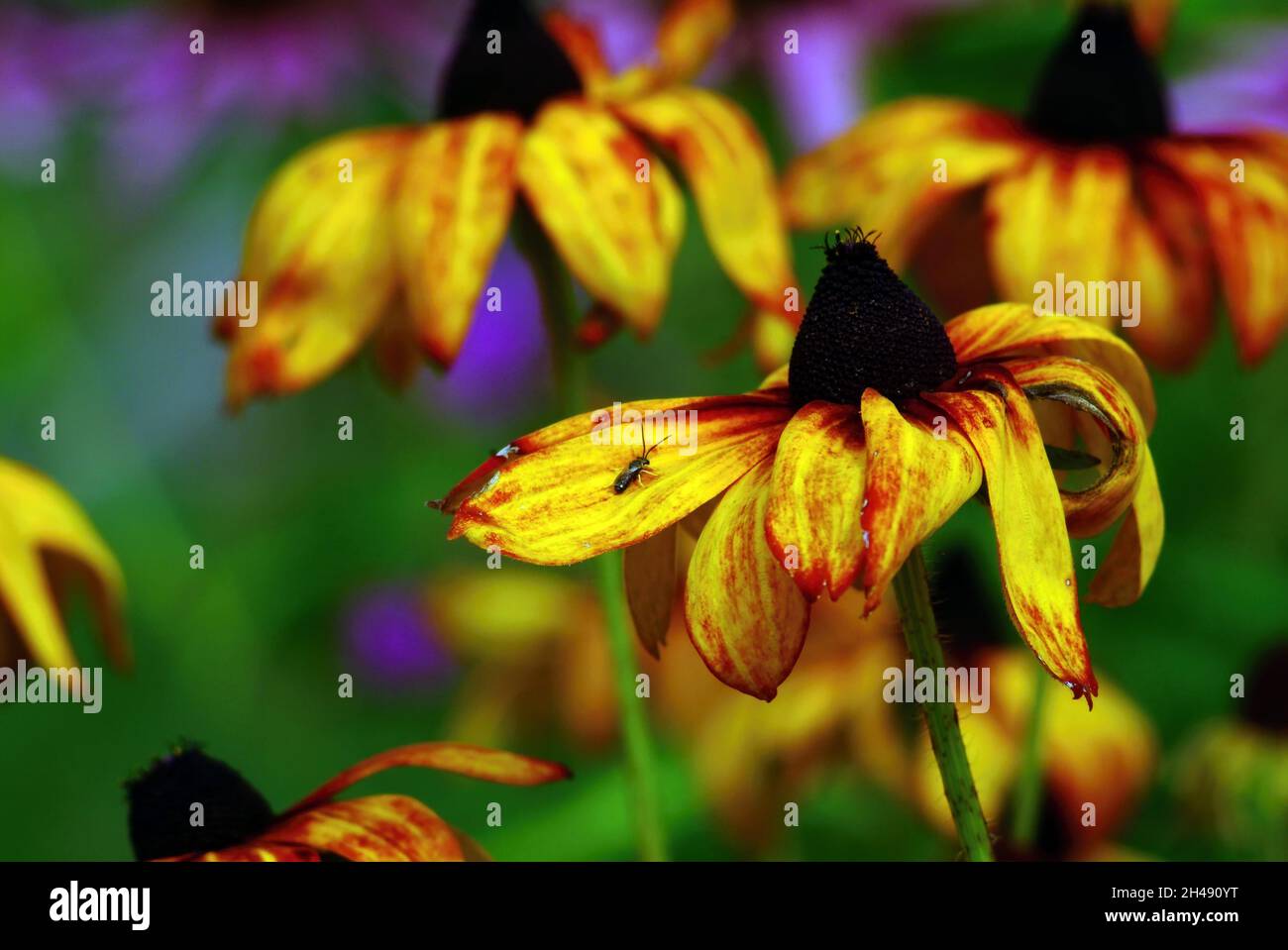 Im Sommer beginnen schöne Blumen im Garten zu verwelken Stockfoto