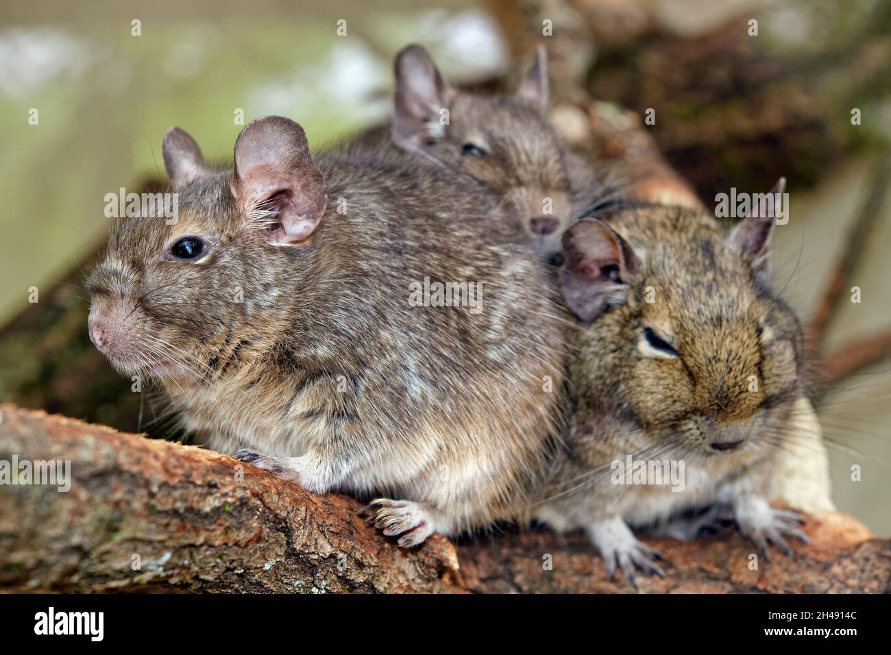 Gewöhnlicher Degu - Octodon degus Stockfoto