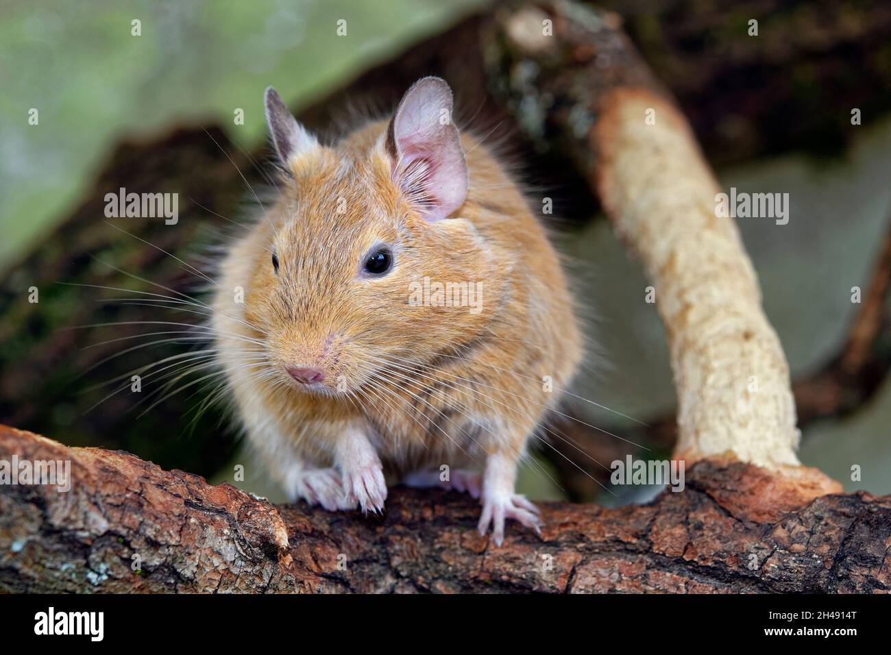 Gewöhnlicher Degu - Octodon degus Stockfoto