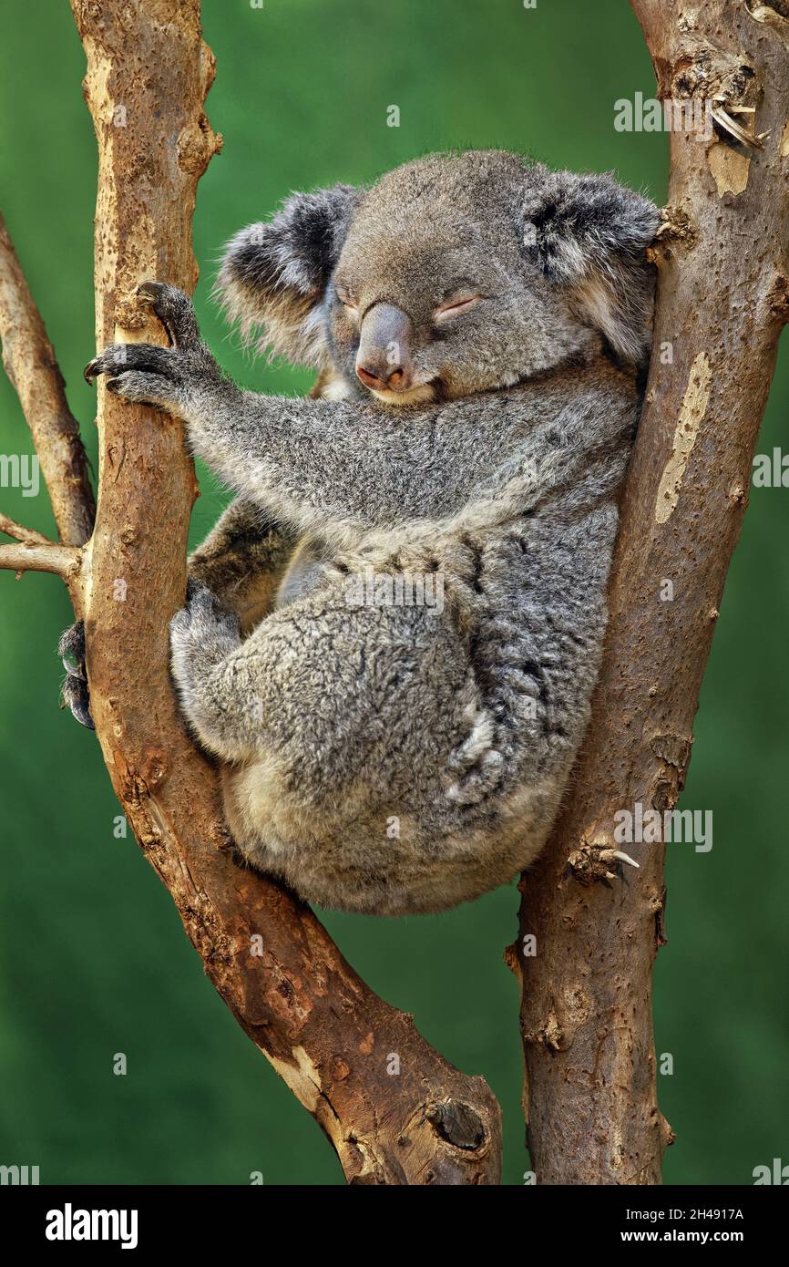 Koala - Phascolarctos cinereus Stockfoto
