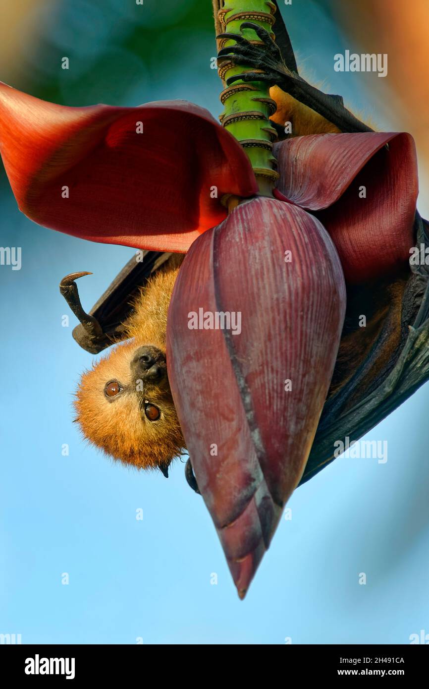 Mauritius-Fruchtfledermaus / Mauritischer Flughund - Pteropus niger Stockfoto