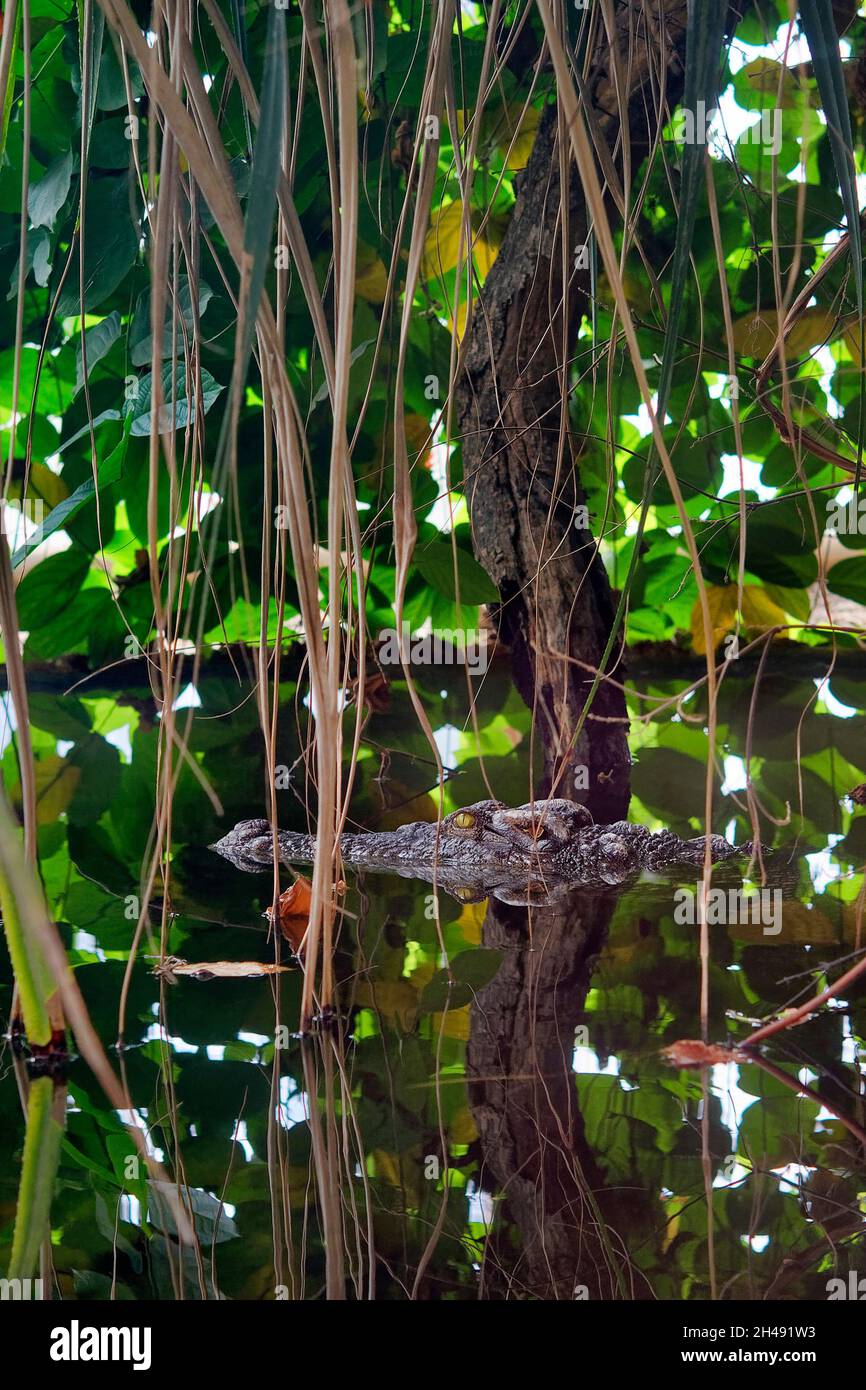 Siamesisches Krokodil - Crocodylus siamensis Stockfoto