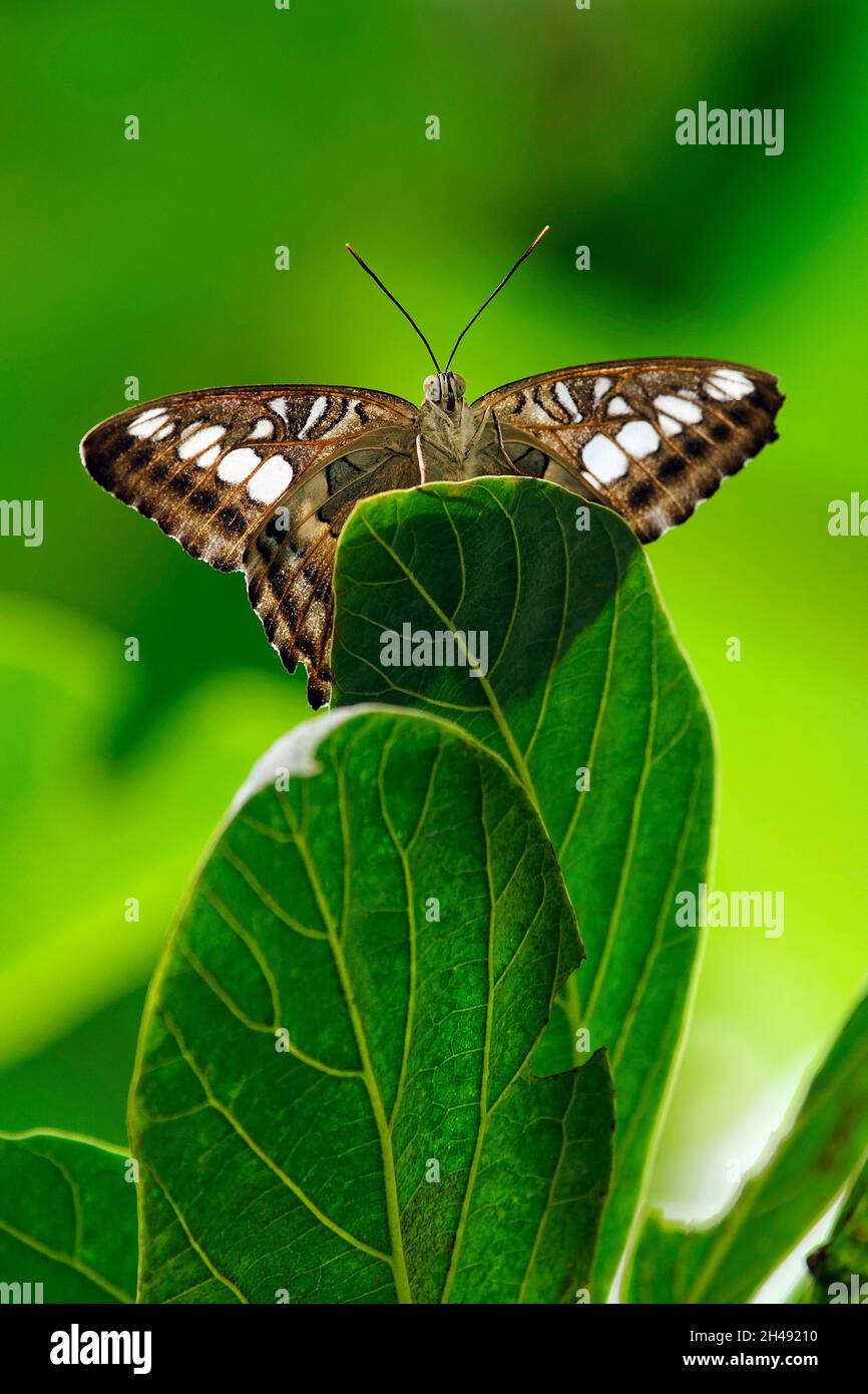 Clipper Schmetterling - Parthenos sylvia Stockfoto