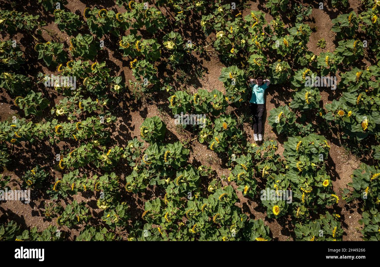 Sommer- und Naturliebhaber. Ein kaukasischer Mann liegt auf einem Feld blühender Sonnenblumen, aufgenommen von einer Drohne aus der Draufsicht. Konzept für die Liebe der Stockfoto