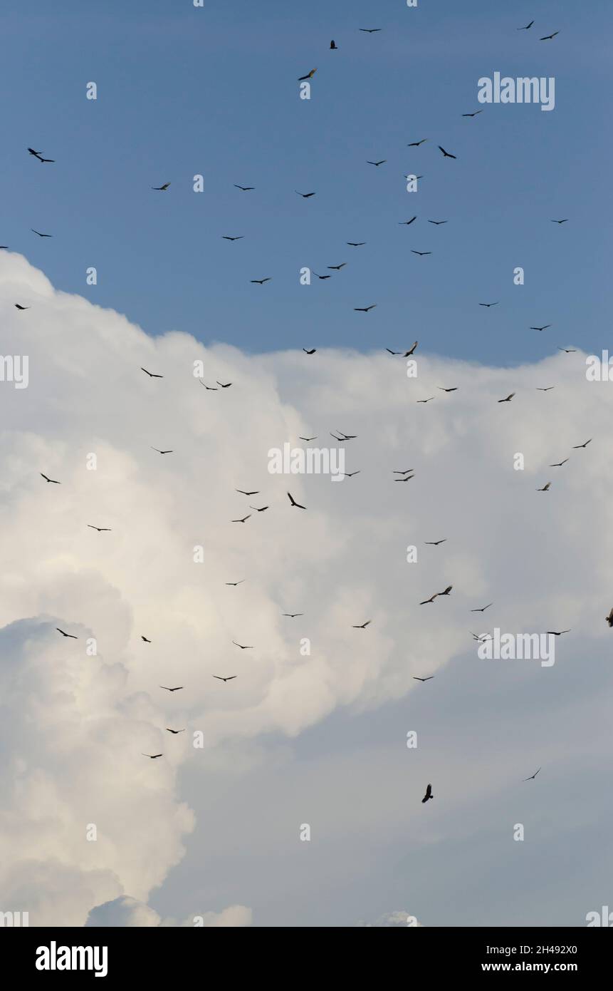 Putengeier, Cathartes Aura, wirbelnd in großer Gruppe mit weit entfernten Sturmwolken Stockfoto