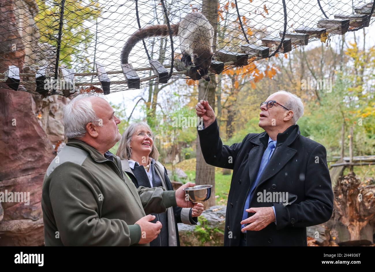 Leipzig, Deutschland. November 2021. Jörg Junhold (l-r), Zoo-Direktor, Ricarda Redeker, deutsche Botschafterin aus Guatemala, und Jorge Alfredo Lemcke Arevalo, Botschafter Guatemalas, füttern einen weißnasigen Koati. Die elf Weißnasen-Coatis aus Guatemala zogen im Oktober nach einem Monat Quarantäne in die Südamerika Adventure World. Die Botschafter nutzten dies, um eine Ehrenpatenschaft zu übernehmen. Außerdem wurde eines der 9 noch namenlosen Weibchen Ricarda genannt. Der Leipziger Zoo plant, sich mit den Raubtieren zu brüten. Quelle: Jan Woitas/dpa-Zentralbild/dpa/Alamy Live News Stockfoto