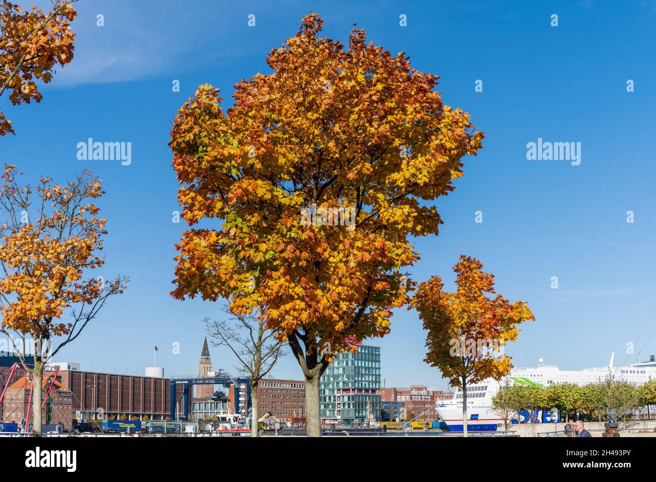 Herbst im Kieler Hafen, Bäume mit buntem Herbstlaub Stockfoto