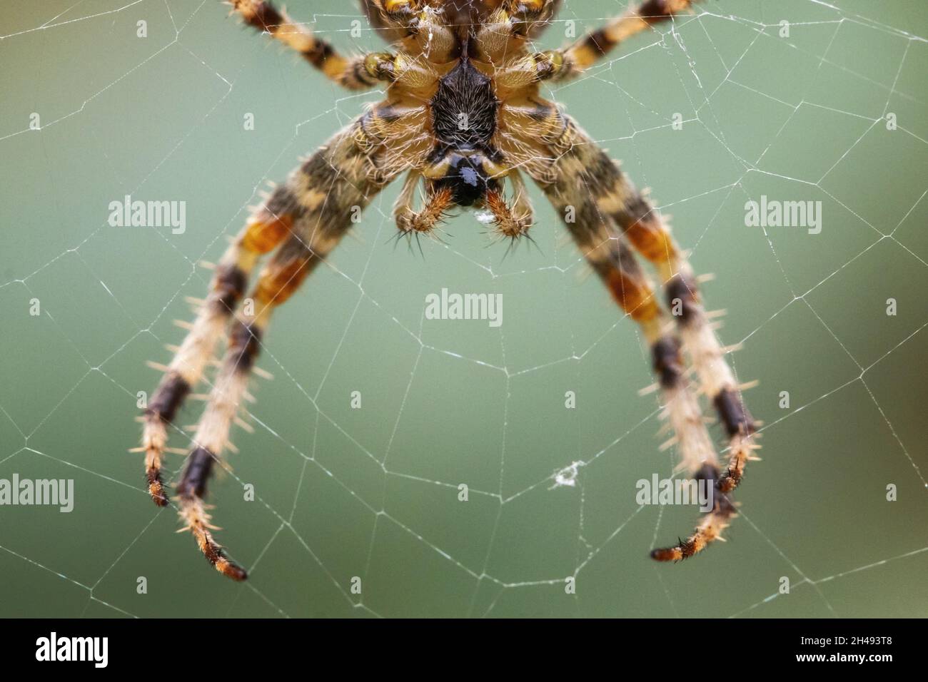 Extreme Nahaufnahme einer Kreuzweber (Araneus diadematus) Gartenspinne in der Mitte ihres Netzes von der darunter shoppenden Stachelbeine und haarigen pa Stockfoto