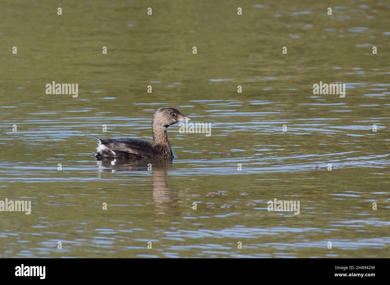 Pied – abgerechnet Grebe, Podilymbus podiceps Stockfoto
