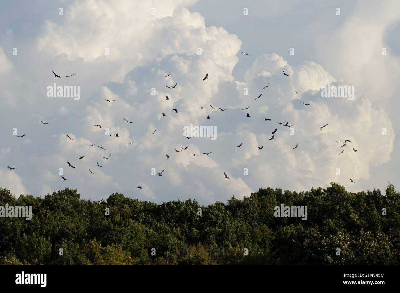 Putengeier, Cathartes Aura, wirbelnd in großer Gruppe mit weit entfernten Sturmwolken Stockfoto