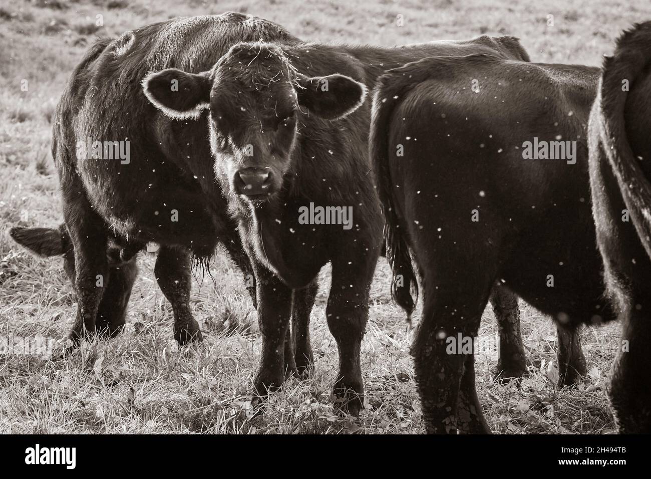Nahaufnahme von schwarzen Kuhkälbern im Rinderlager Stockfoto