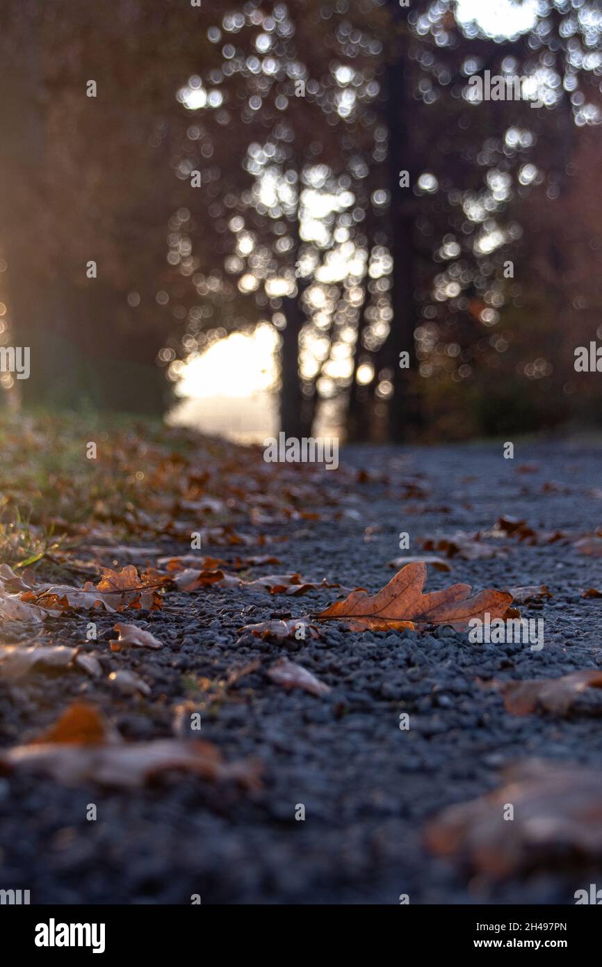 Ein alter Eichenlaub liegt im Herbst auf dem Boden. Stockfoto