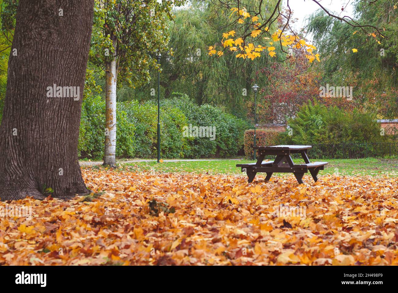 Kungsträdgården, Stockholm, Schweden Herbstwetter, gelbe Blätter, Alte Architektur Stockfoto