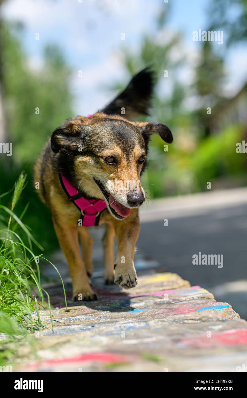 Ein kleiner Hund läuft und posiert auf einer flachen Wand. Stockfoto