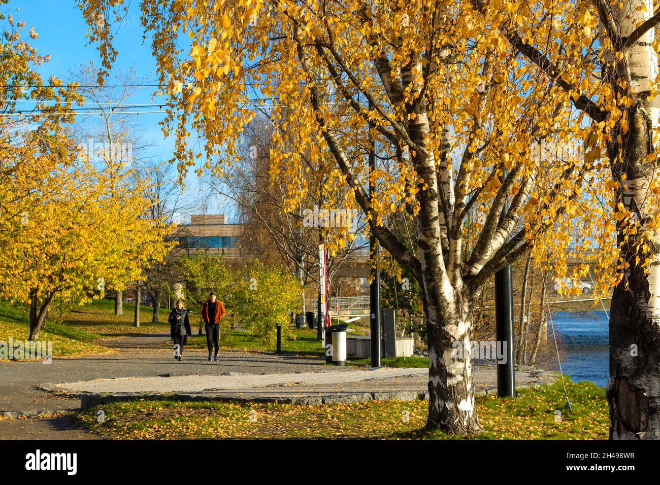 Riverside Park Downtown in Umea, Schweden bei Herbstwetter blauer Himmel, gelbe Blätter. Stockfoto