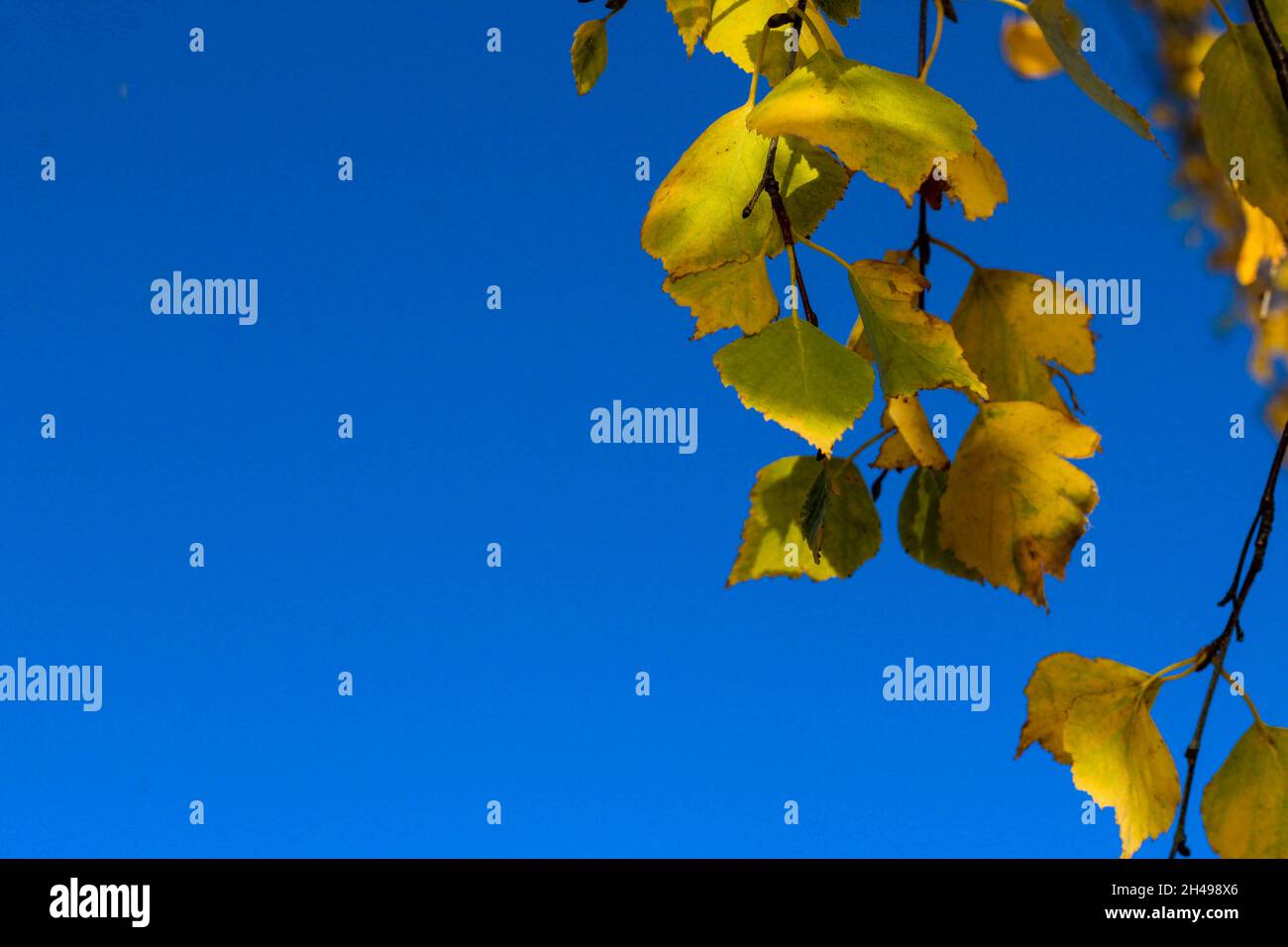 Herbst gelbe Blätter auf blauen Himmel Hintergrund Stockfoto