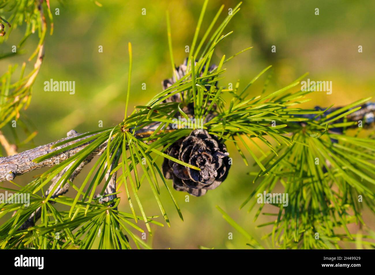 Pine Fruit on Focus Stockfoto