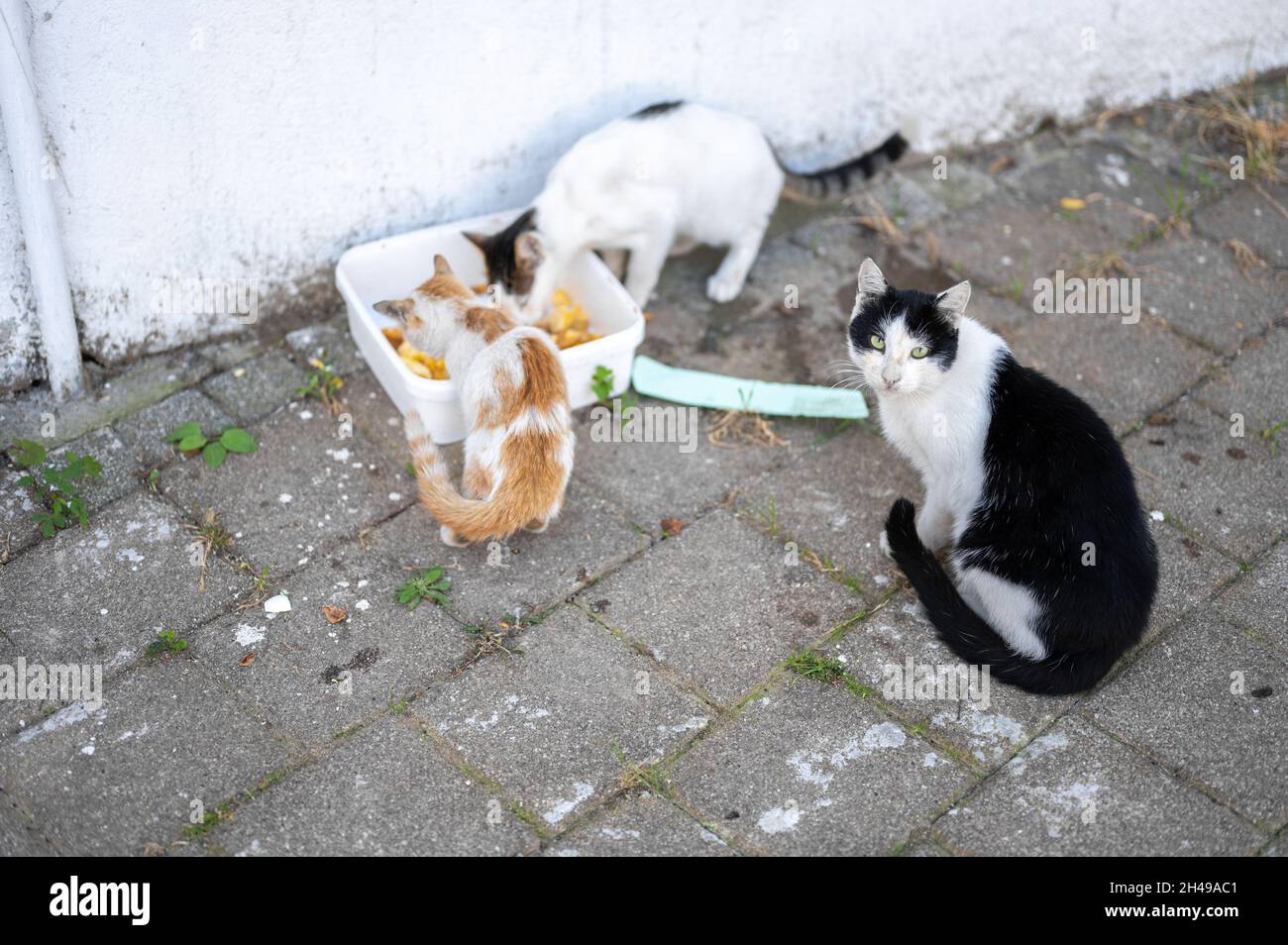 Streunende Katzen betteln um Nahrung. Problem streunender Tiere, das Konzept eines Tierheims für streunende Katzen. Problem streunender Tiere, das Konzept eines Tierheims für Stockfoto
