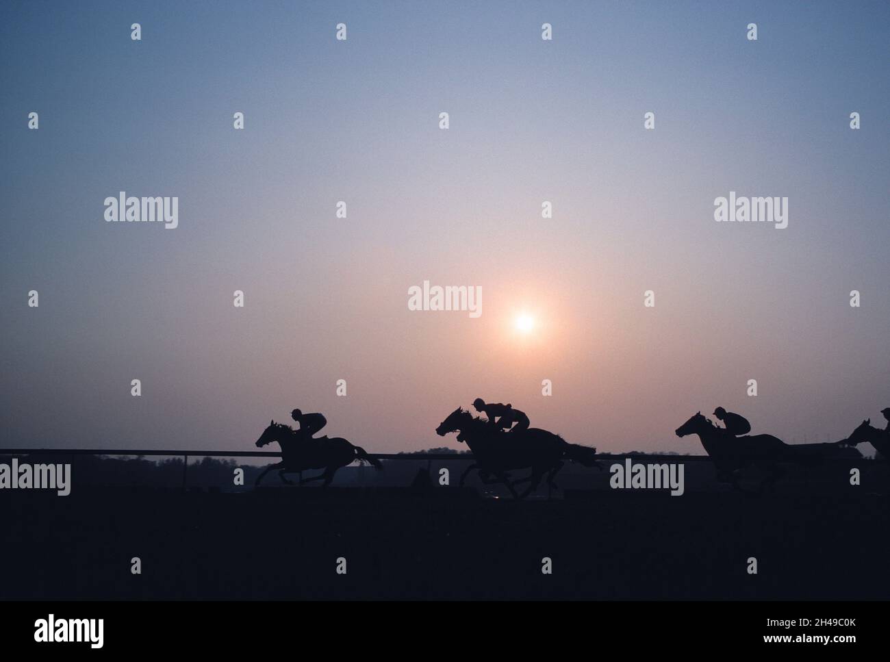 Pferderennen bei Sonnenuntergang. Stockfoto