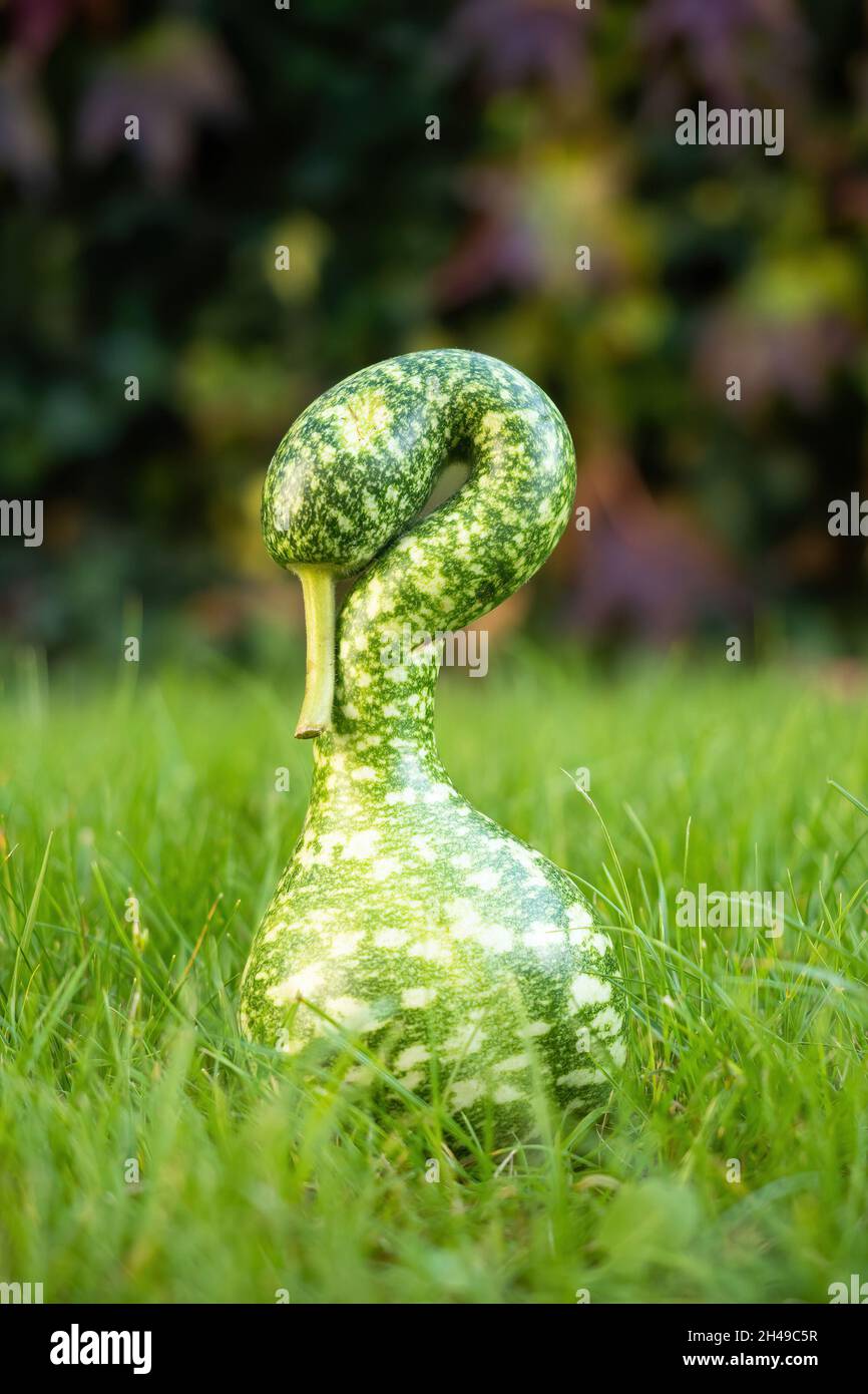 Reifer grüner Schwan wie Squash auf Rasen. Frisch geernteter dekorativer Kürbis in Form von Schwan. Nahaufnahme. Biologischer Anbau, gesunde Ernährung, Bio-Viands, b Stockfoto